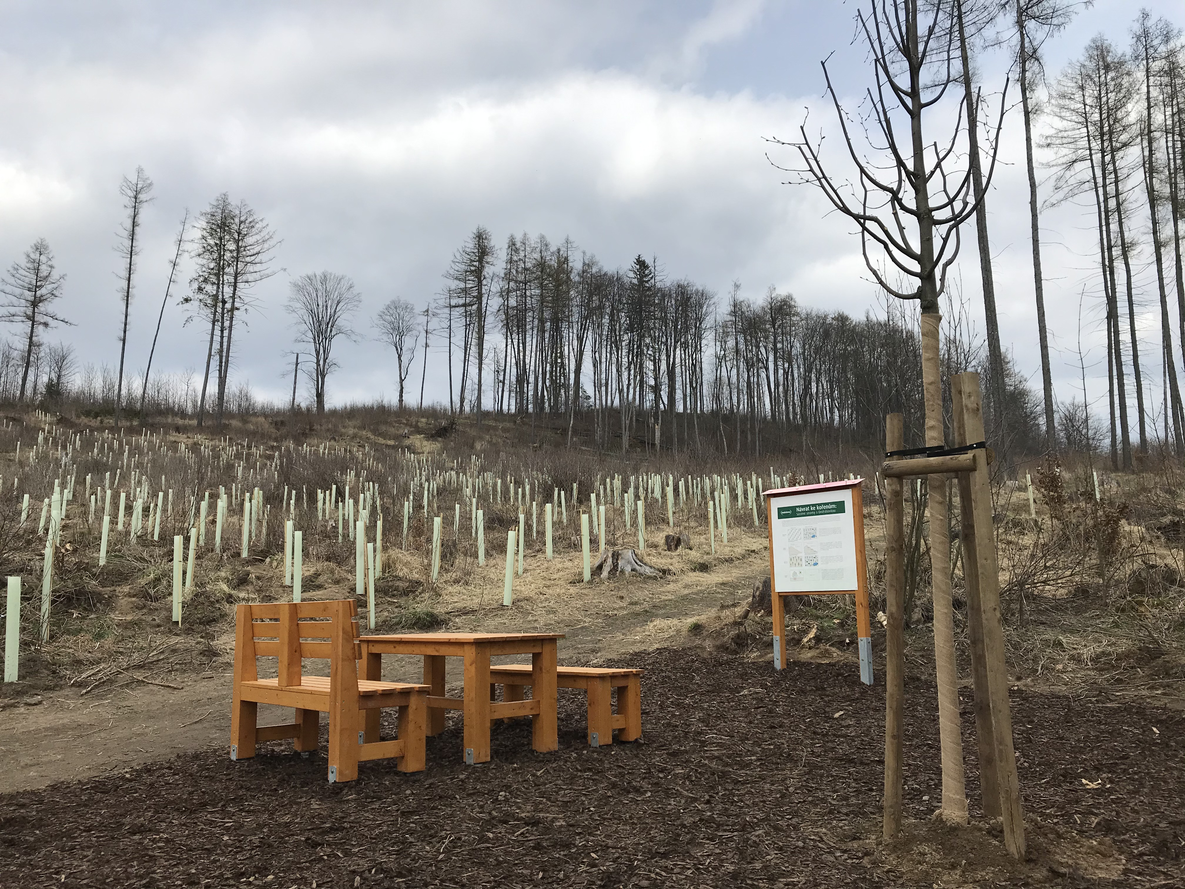 Zaměstnanci Ondrášovky vysadili v blízkosti Moravského  Berouna les odolný vůči suchu i kůrovci