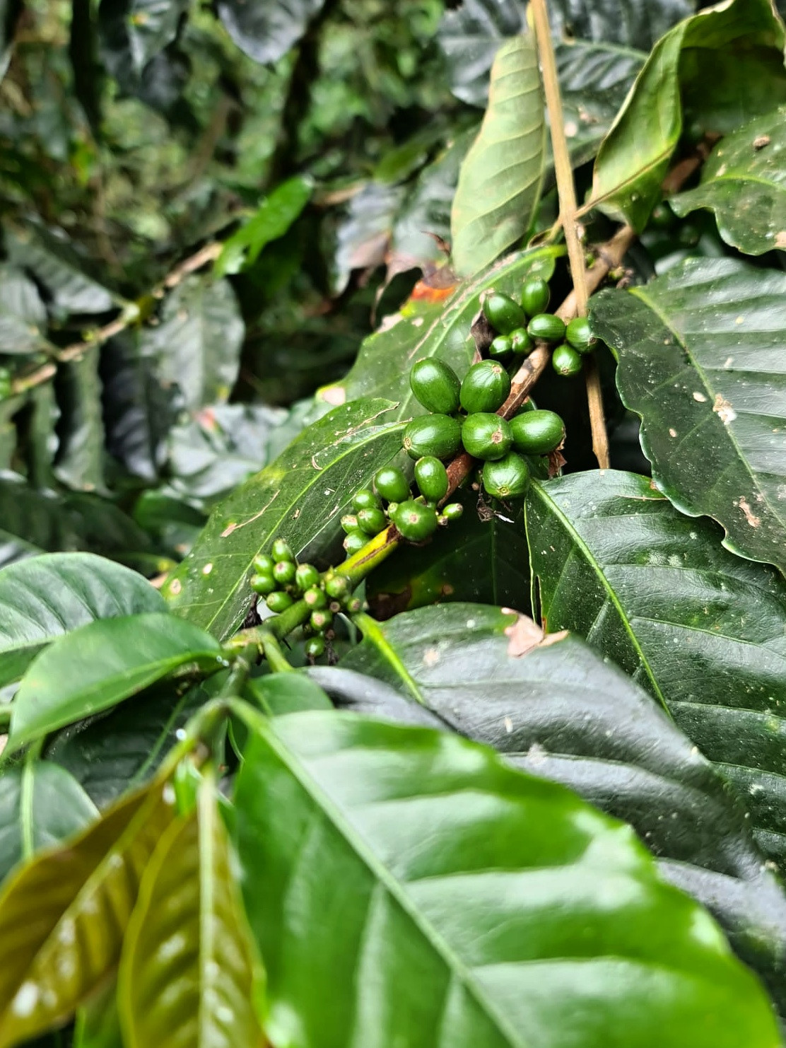 Kofola kupuje další kávové plantáže. Rodinnou farmu a kvalitní zrno našla v Panamě
