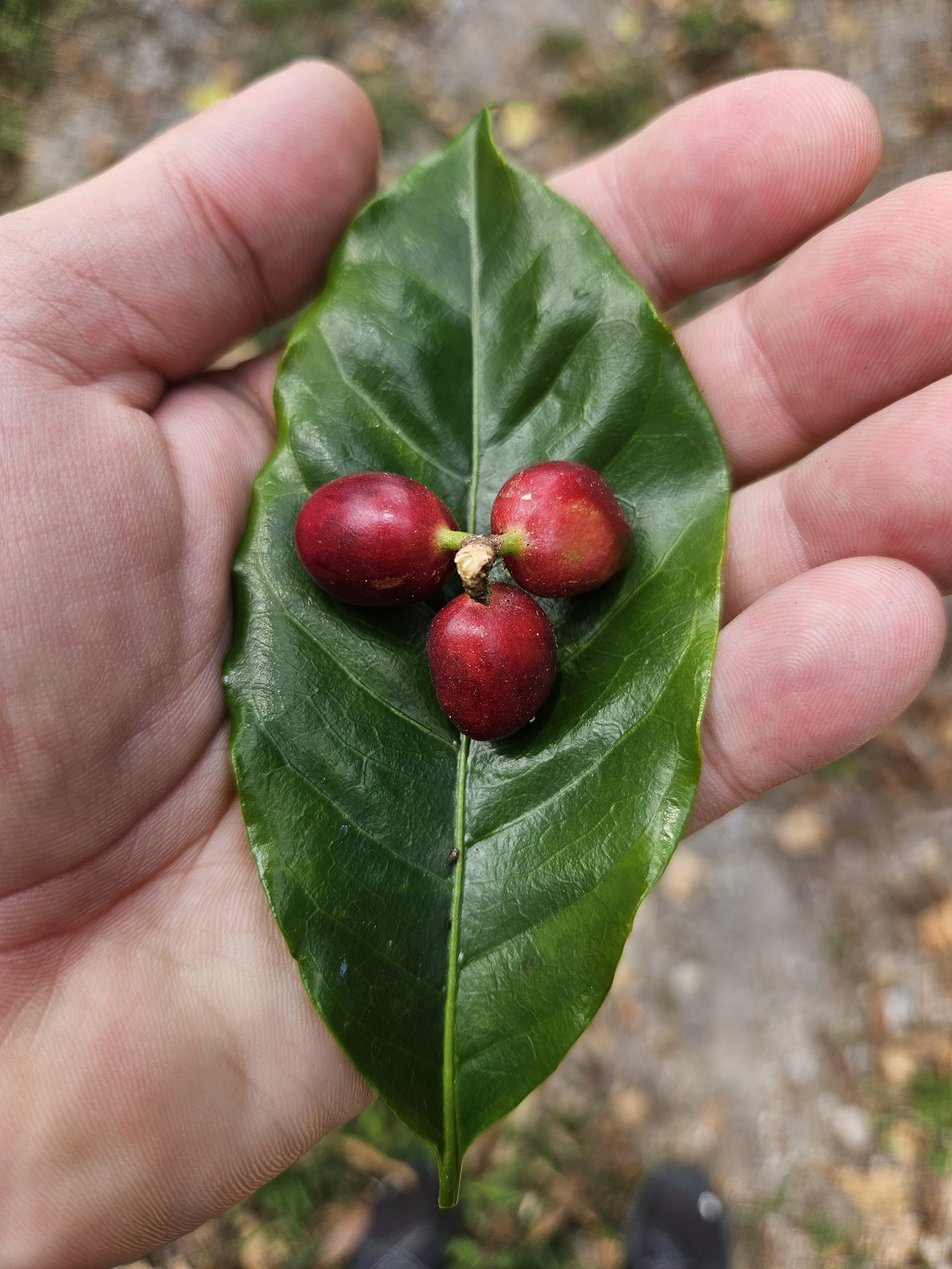 Kofola kupuje další kávové plantáže. Rodinnou farmu a kvalitní zrno našla v Panamě