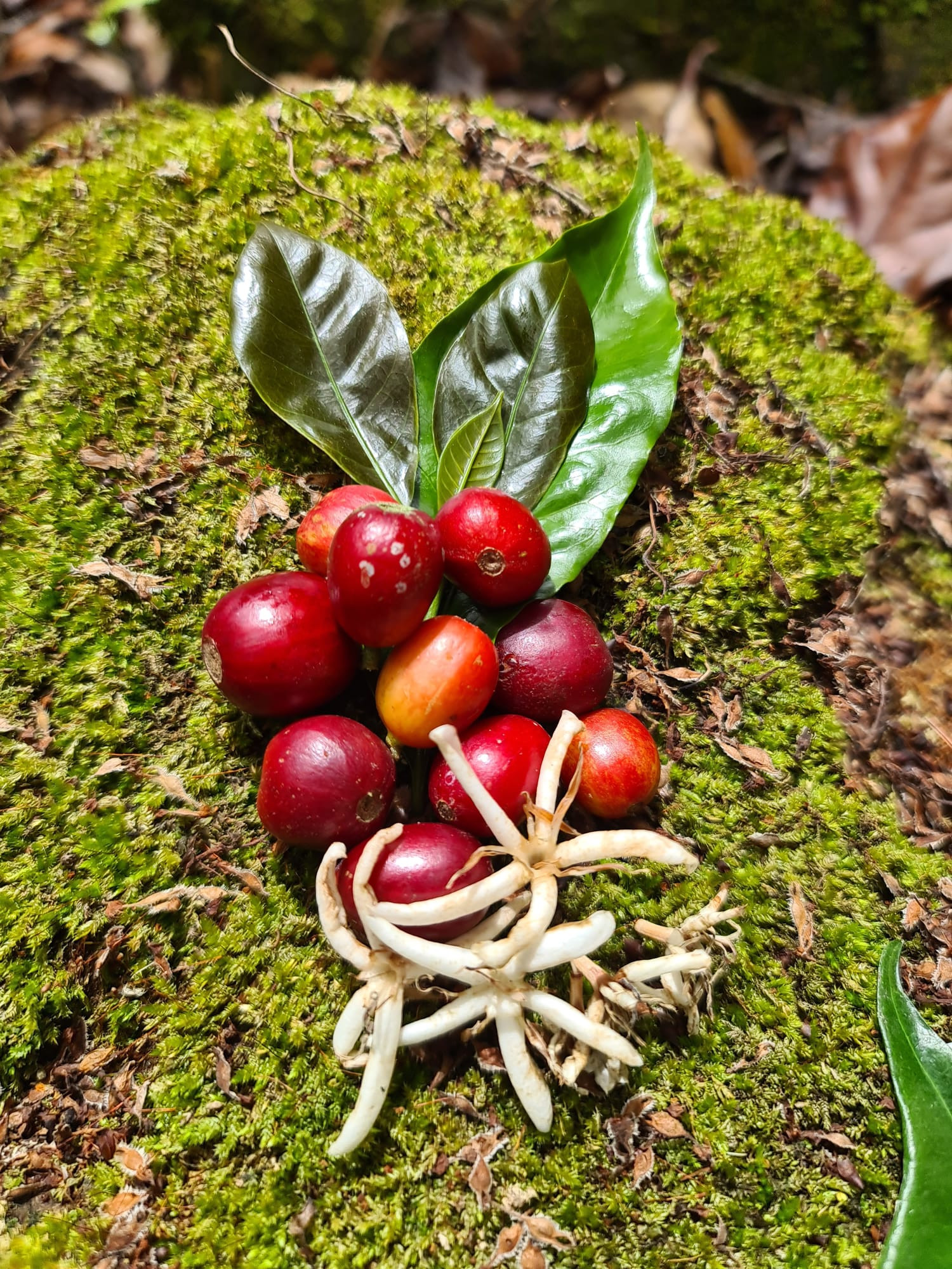 Kofola kupuje další kávové plantáže. Rodinnou farmu a kvalitní zrno našla v Panamě
